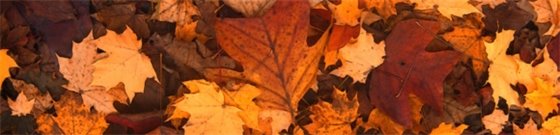 Brown, orange and red autumn leaves.