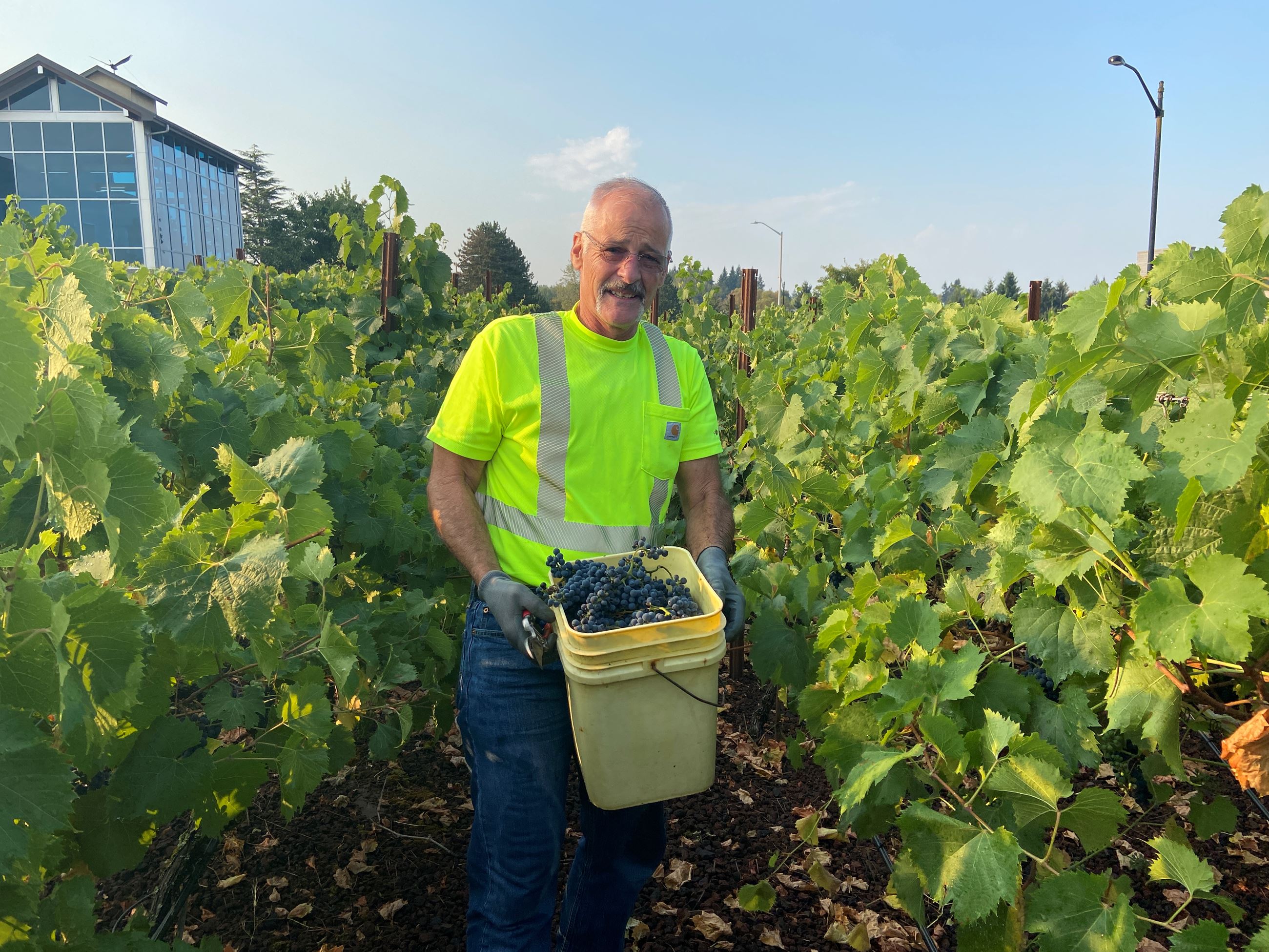 Rob Aichele holds a bucket of grapes.