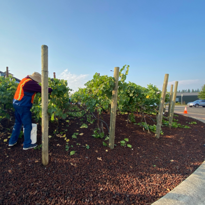 A volunteer harvesting grapes from the vines planted in the roundabout at Pioneer and 56th.