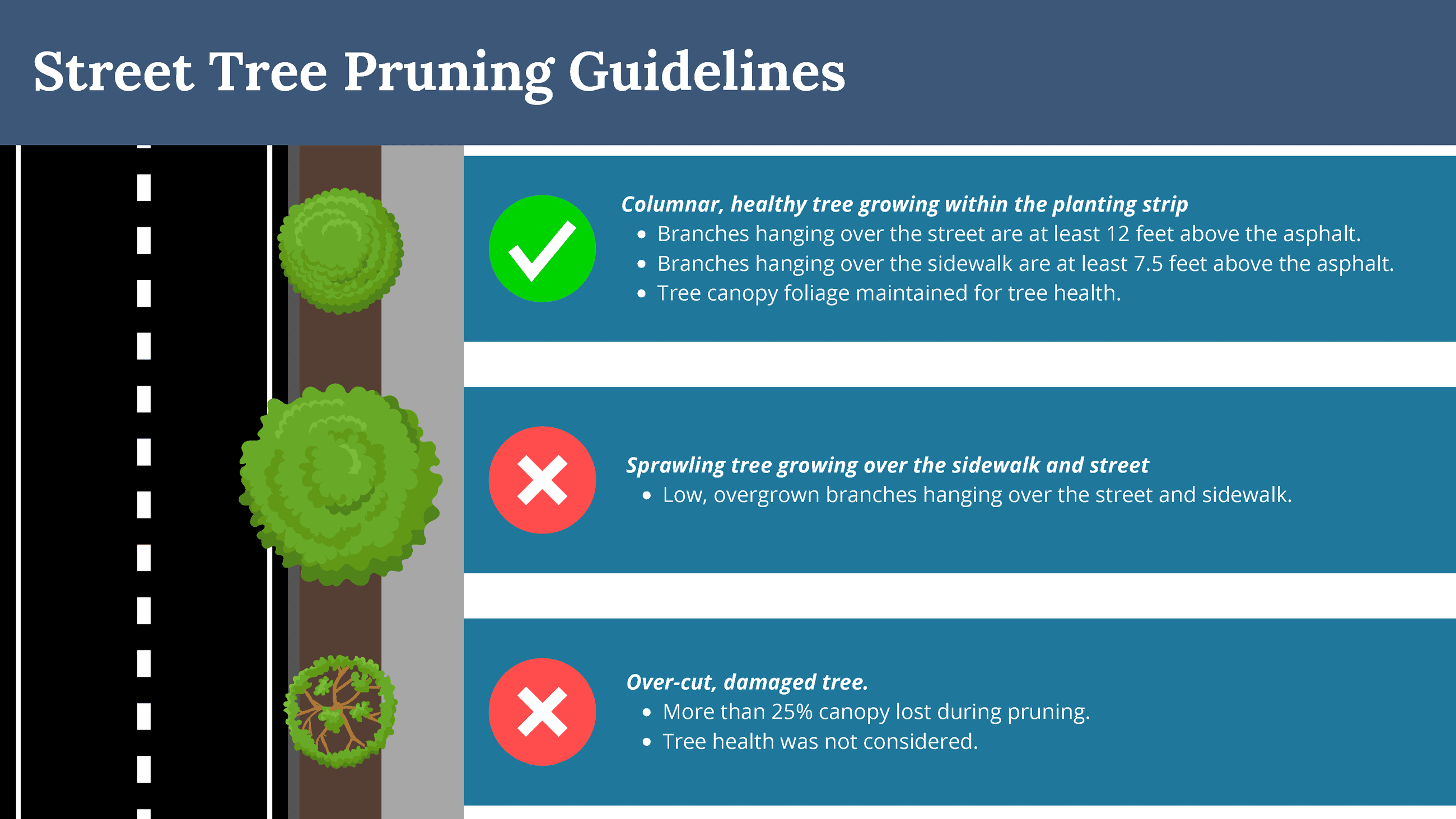 Graphic aerial rendering of how trees should be pruned to remain within the planter strip.
