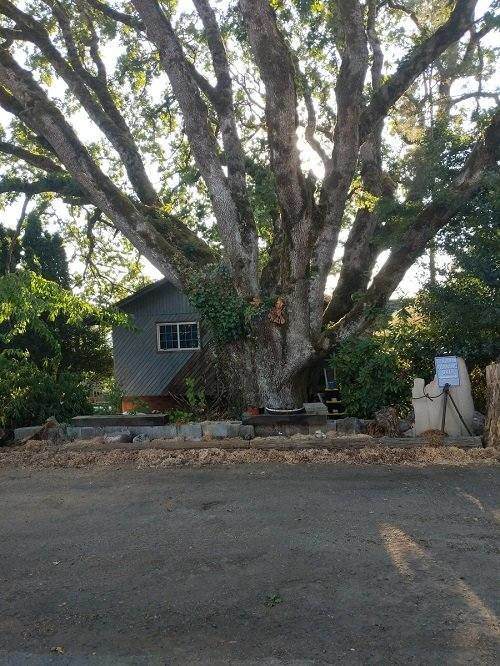 Riverview Drive Tree