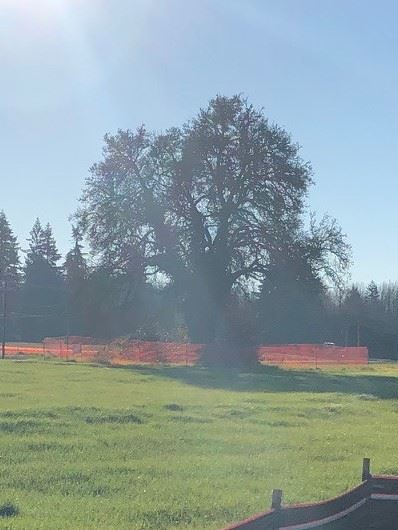 Pioneer Village Tree