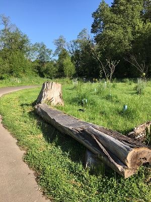 Abrams Park Loop Option 3