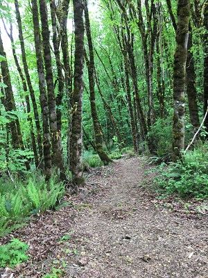 Teal Crest Trall Option 1