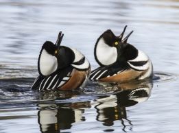 Two Birds Swimming Together